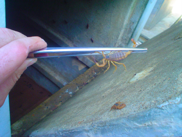 Coleta de espécime de fauna com auxílio de pinça