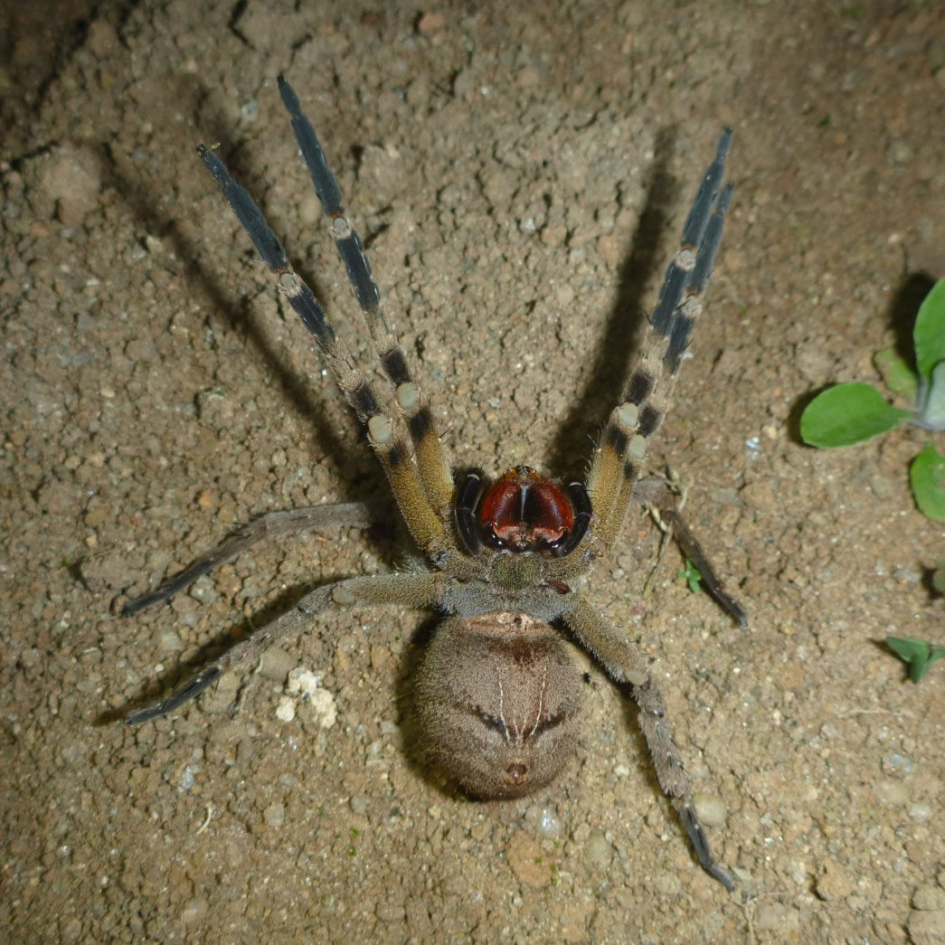Aranha-armadeira registrada durante trabalho de campo
