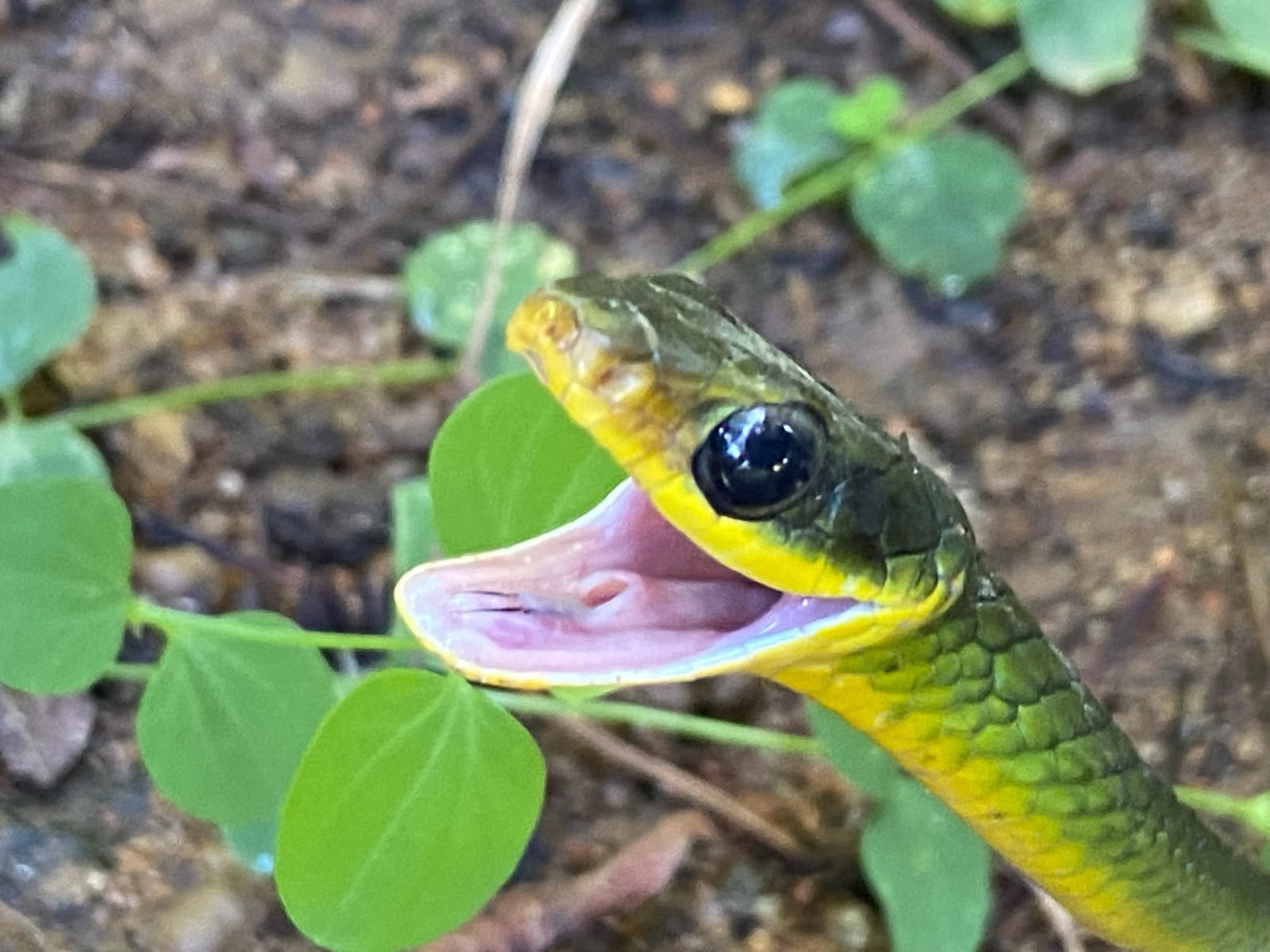 Serpente registrada durante trabalho de campo da Phoenix