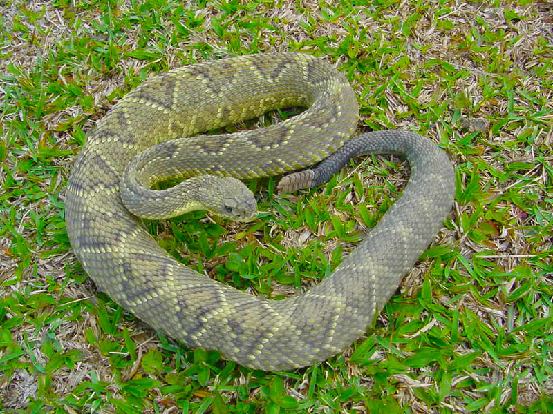 Serpente peçonhenta observada durante atividade de campo