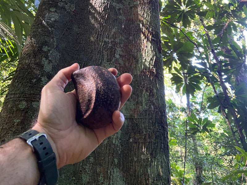 Identificação de fruto/espécie vegetal em campo