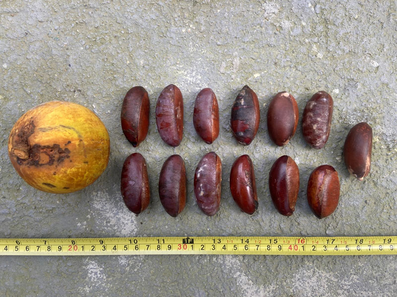 Frutos e sementes catalogados durante levantamento florístico