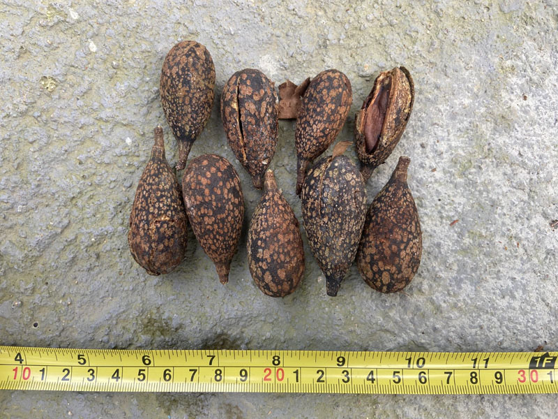 Frutos coletados para identificação de espécie vegetal