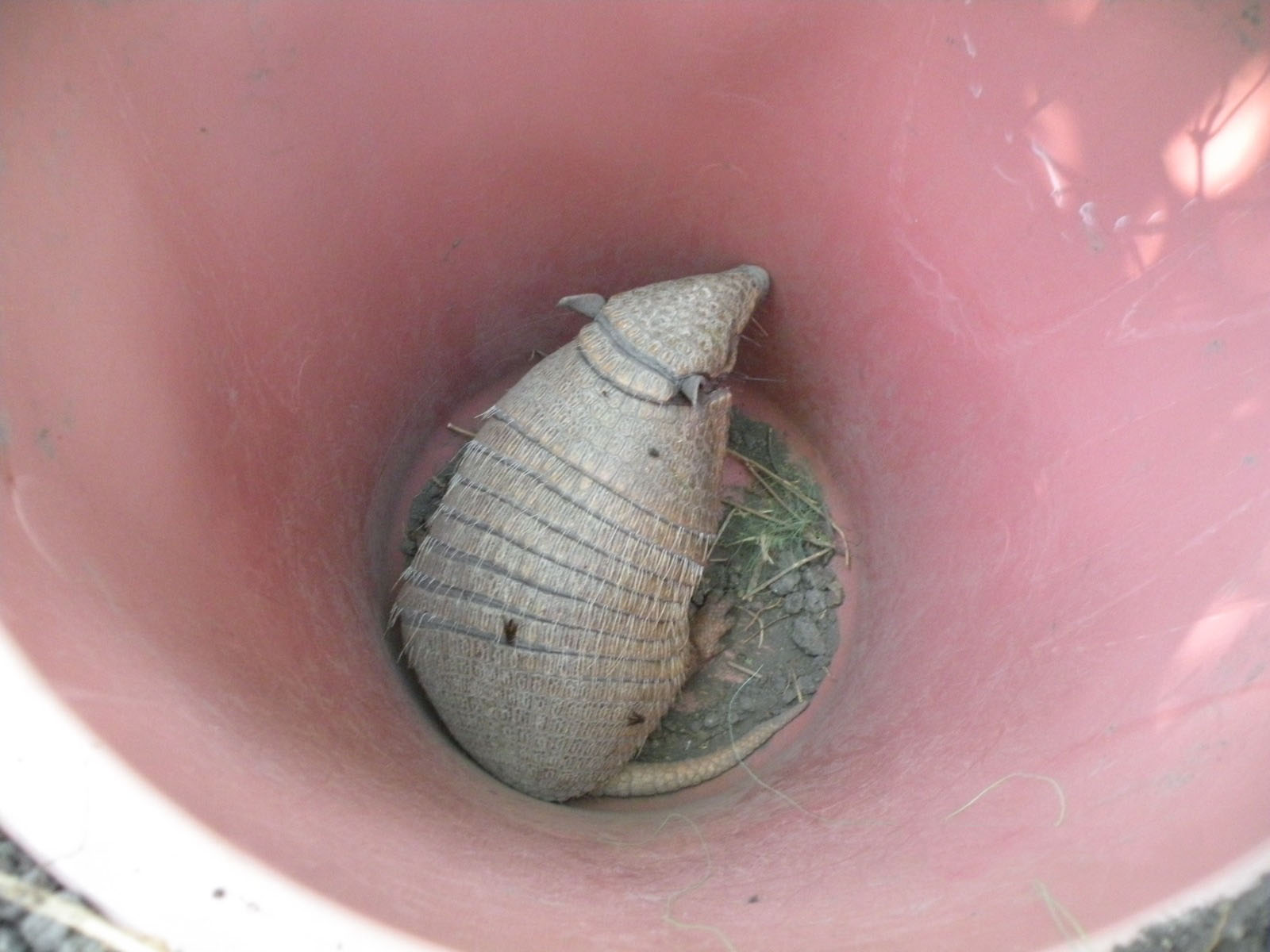 Tatu capturado durante ação de resgate de fauna