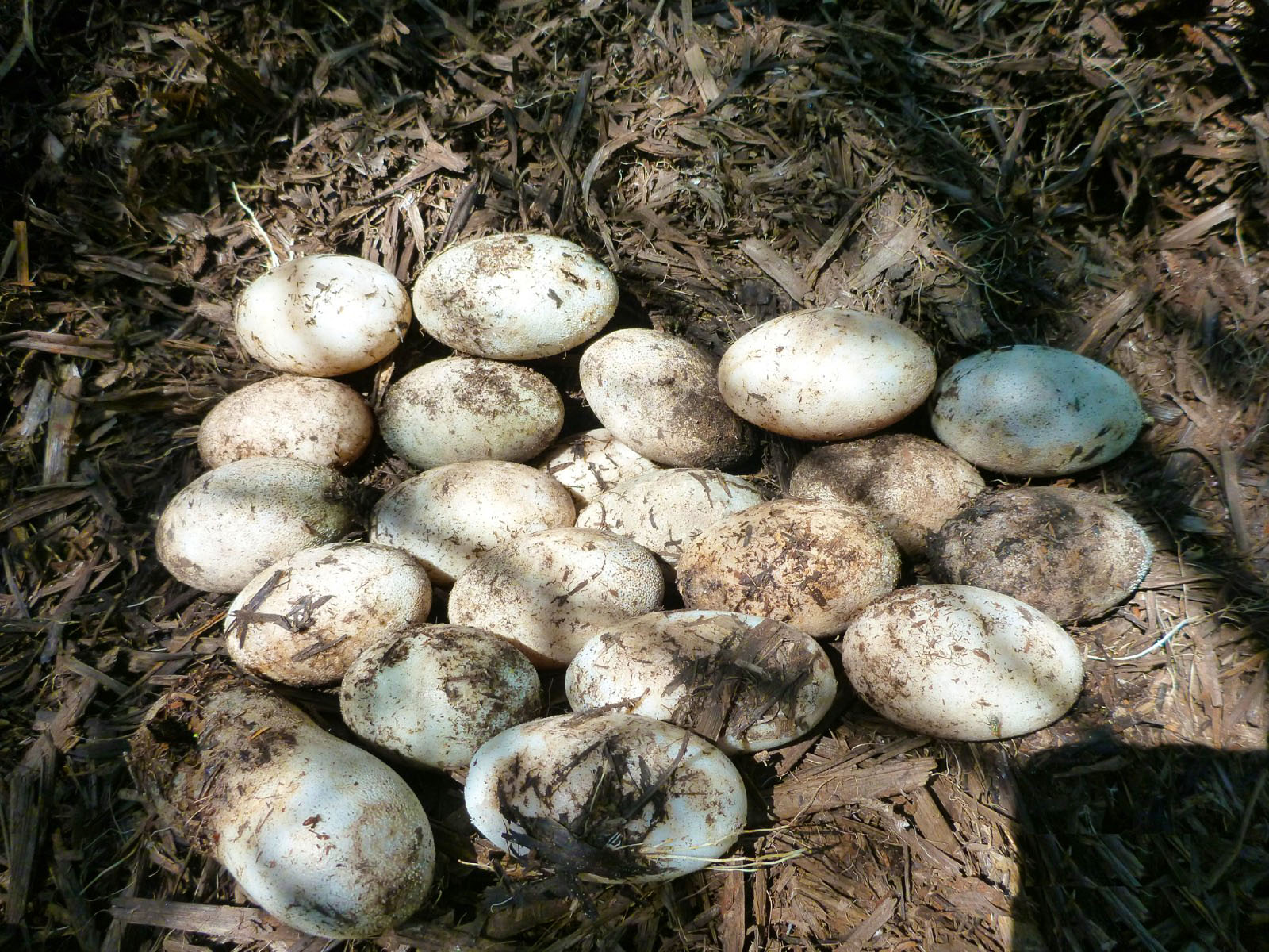 Ninho de ovos localizado durante inventário de fauna em campo