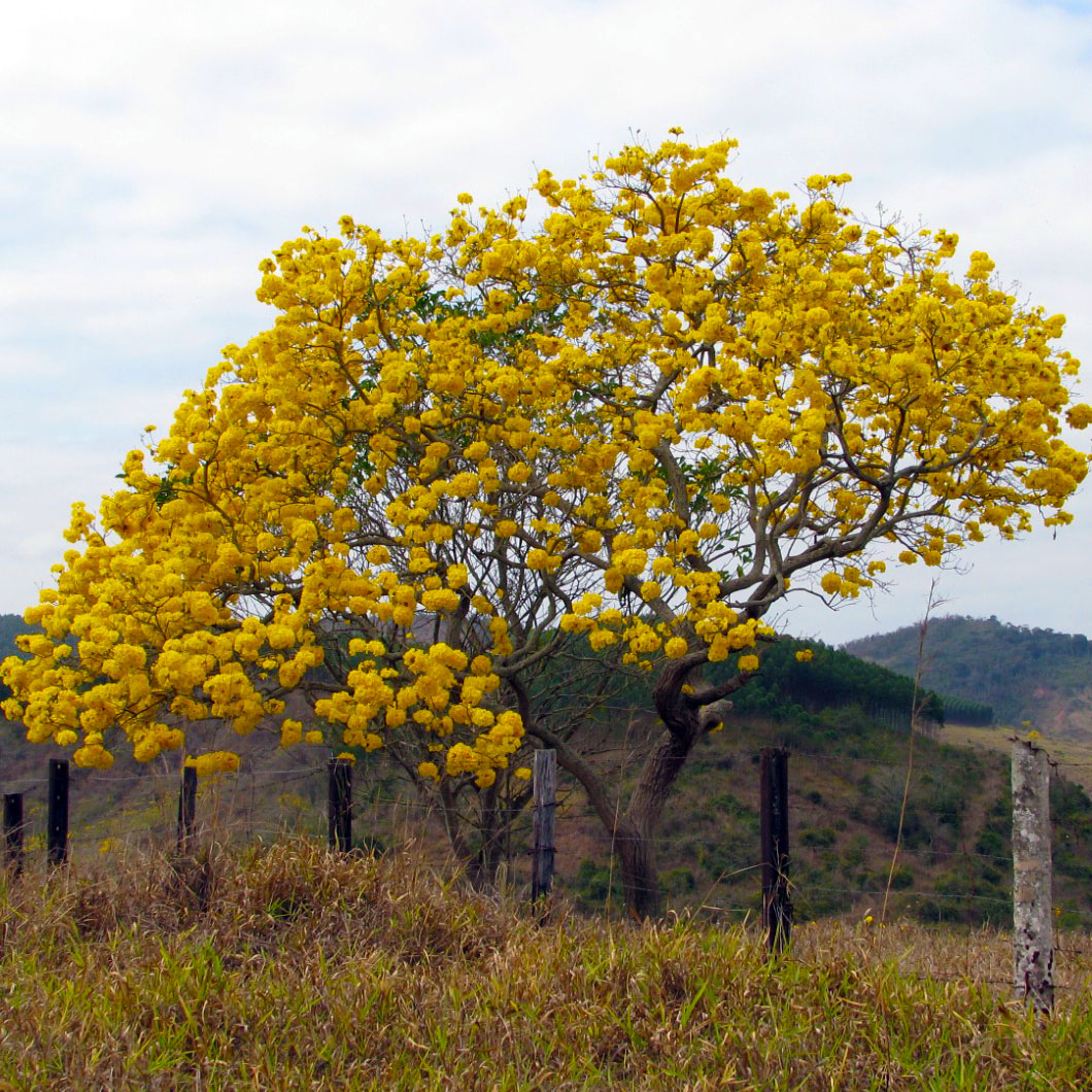 Inventário e Levantamento Florístico