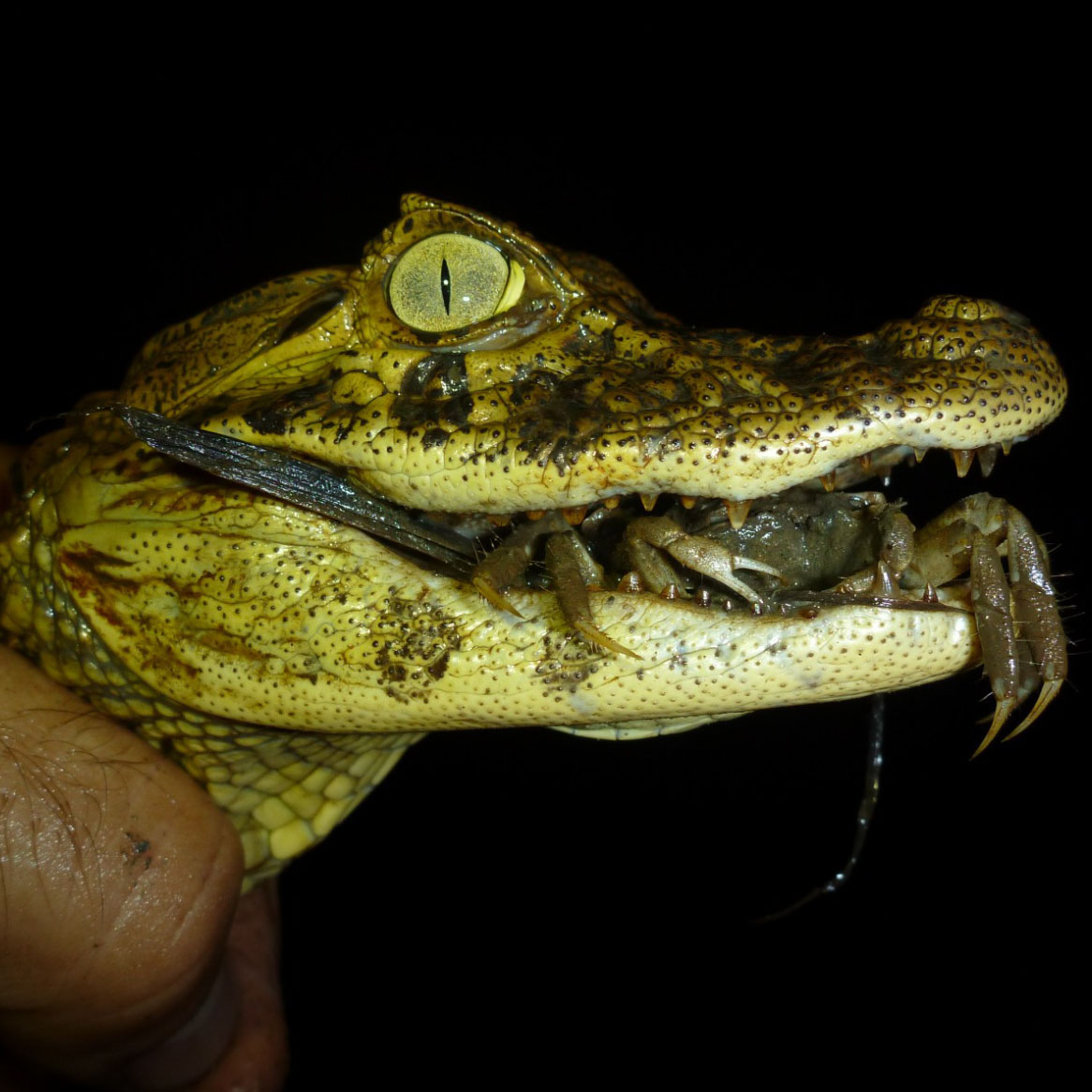 Inventário, Monitoramento e Resgate de Fauna