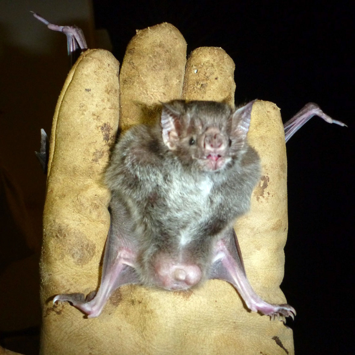 Manejo, Captura e Remoção de Fauna de Risco, Animais Peçonhentos e Vetores de Zoonoses