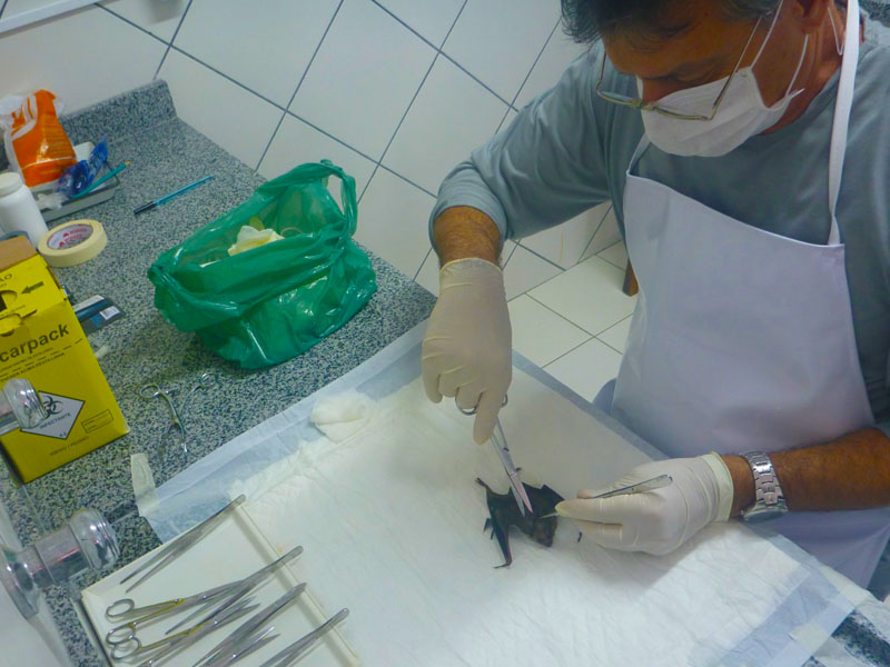 Profissional com EPI completo realizando avaliação técnica de animal capturado