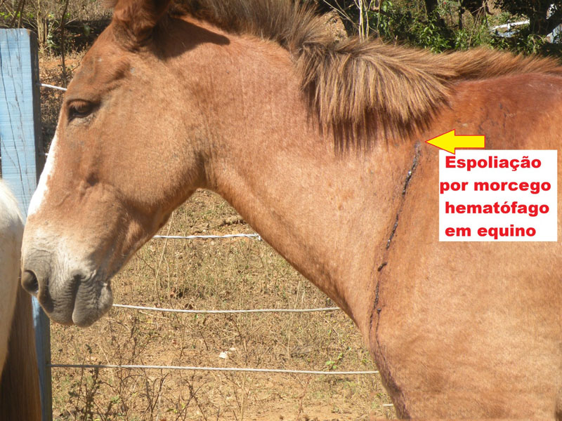 Lesão em equino causada por espoliação de morcego hematófago