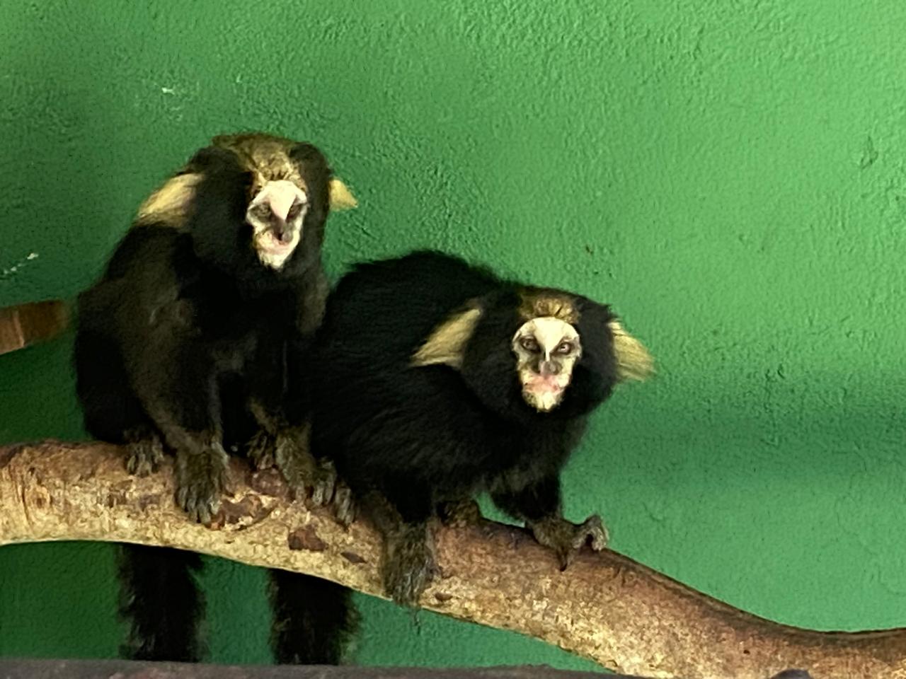 Dupla de micos-estrela (Callithrix sp) monitorados no Rio de Janeiro